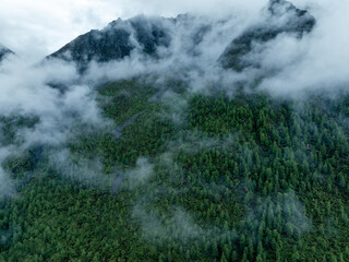 Aerial view of pine tree forest landscape