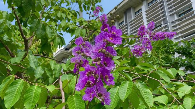 Lagerstroemia speciosa (Giant Crepe-Myrtle, Queen's Crepe-Myrtle, Banab&aacute; Plant, Pride of India, Queen's Flower), Native to Tropical Southern Asia Scimitar 4k 