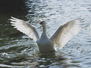 cute goose in the lake