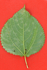 Obraz premium Vibrant Contrast: Green Leaf on Red Texture