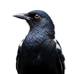 Detailed Common Magpie Bird Face Black Portrait