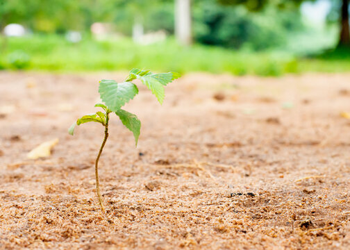 Fototapeta A young plant sprouts in sandy soil, symbolizing growth and resilience in nature. Perfect for themes of new beginnings and environmental strength.