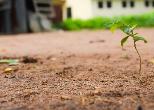 Fototapeta A young plant sprouts in sandy soil, symbolizing growth and resilience in nature. Perfect for themes of new beginnings and environmental strength.