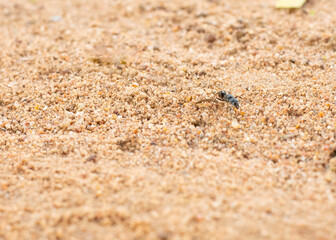 A close-up of a black ant navigating sandy soil with small rocks and sparse vegetation, highlighting the resilience and determination of insect life.