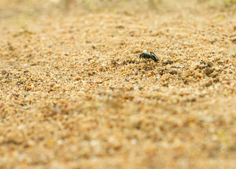 A close-up of a black ant navigating sandy soil with small rocks and sparse vegetation, highlighting the resilience and determination of insect life.
