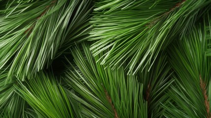  A sharp focus on pine tree needles, foreground, with pine tree needles in soft focus behind