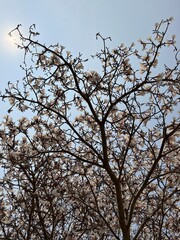 A beleza da diversidade na natureza. Árvores, flores e frutos  que nutrem corpo e alma.