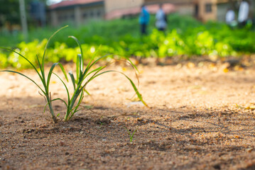 A lone plant sprouts in a sunlit, sandy terrain, symbolizing resilience and survival in harsh conditions.