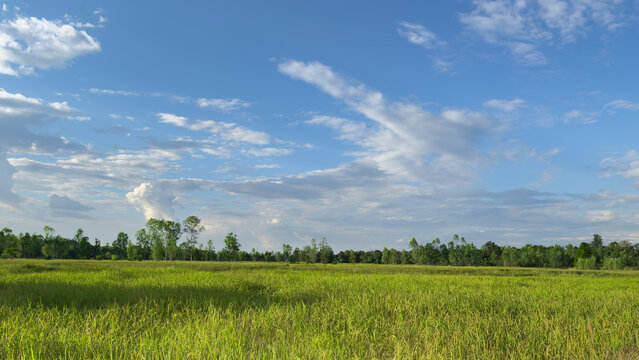 rice feild taken near the street at the local of Thailand