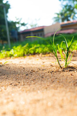 A lone plant sprouts in a sunlit, sandy terrain, symbolizing resilience and survival in harsh conditions.