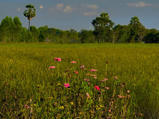 field of poppies and blue sky