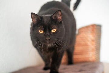 Erna - die elegante schwarze Katze mit den goldenen Augen