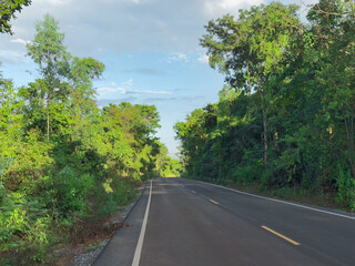 road in the forest  taken near the street at the local of Thailand