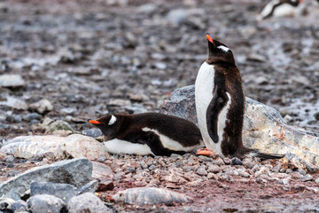 Naklejka premium Close-up of Gentoo Penguin -Pygoscelis papua- at Cuverville Island, on the Antarctic Peninsula