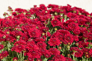 Red chrysanthemum flowers in the garden, selective focus