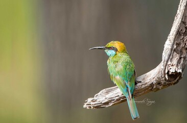 Sri Lankan Birds in Wilpattu National Park, Sri Lanka 