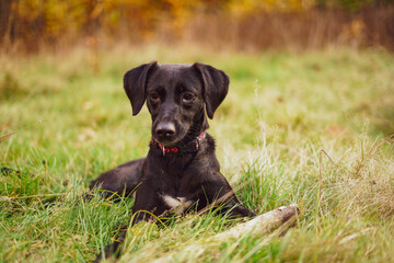 Black young dog on the grass. Close up. 