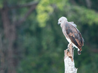 Sri Lankan Birds in Wilpattu National Park, Sri Lanka 