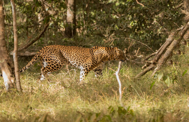 Sri Lankan Leopard  in Wilpattu National Park, Sri Lanka 