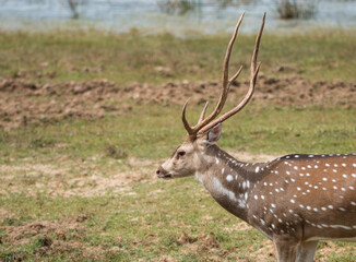 Deers in Wilpattu National Park, Sri Lanka