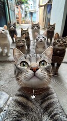 A tabby cat looks directly at the camera with other cats behind it.