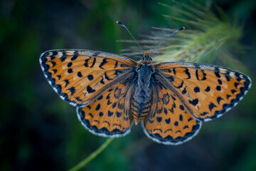 Butterfly macro detail photo wonderful wings and butterfly patterns