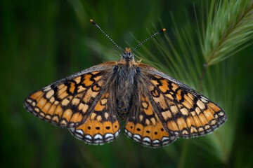 Butterfly macro detail photo wonderful wings and butterfly patterns