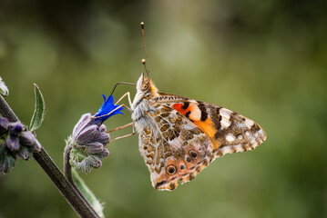 Butterfly macro detail photo wonderful wings and butterfly patterns