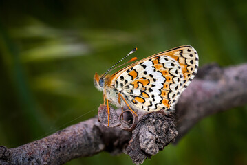 Butterfly macro detail photo wonderful wings and butterfly patterns