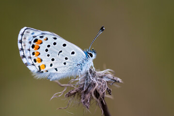 Butterfly macro detail photo wonderful wings and butterfly patterns