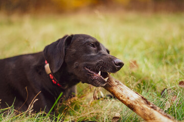 Black dog with a stick playing outdoor. 