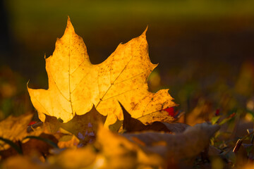 autumn maple leaf on the ground in the grass