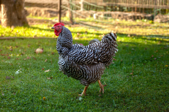 Amrock chicken in the garden