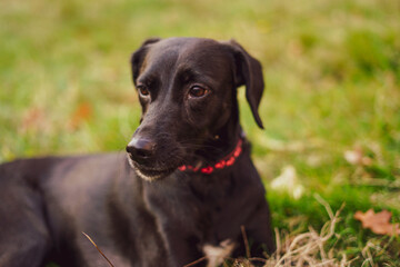 Black young dog on the grass. Close up. 