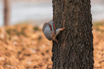 Wildlife: A squirrel, a forest dweller, shows off its grace and agility while sitting on a tree branch. Cute red squirrel with a fluffy tail