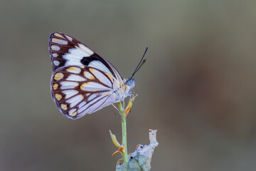 White Pioneer butterfly (Belenois aurota)