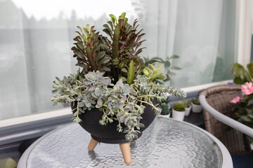 A composition of succulents in a black flowerpot stands on a glass table. Different succulents in one pot. A garden of succulents. Photo