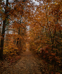 Golden Autumn Forest Path with Vibrant Foliage