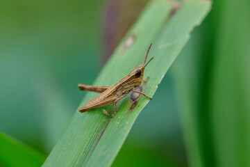 Close-up view of grasshopper on grass field