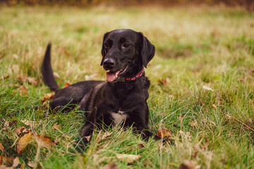 Black dog on the grass. Close up. 