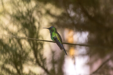 Beautiful hummingbird perched on wire with blurred background