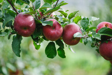 Red apples grow on tree in garden