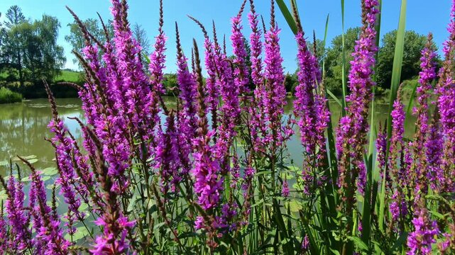 violette Bl&uuml;ten an idyllischem Teich mit Insekten im Sommer, Bienen,  Natur, Landschaft, Ruhe
