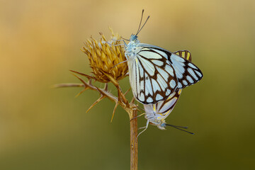 White Pioneer butterfly (Belenois aurota)