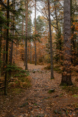 A minimalist autumn forest path with a soft, sandy trail. The simple yet striking image is perfect for creating a clean and modern aesthetic.