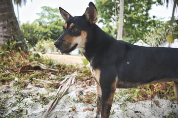 A black and brown dog is standing in a field