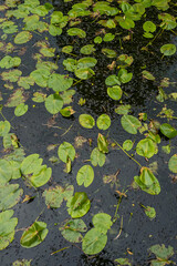 Bl&auml;tter von Seerosen im Teich