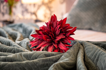 Closeup of a red flower placed ona folded blanket on top of a bed.