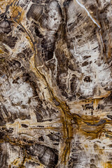 Fossil vom Mammutbaum (Sequoioideae)