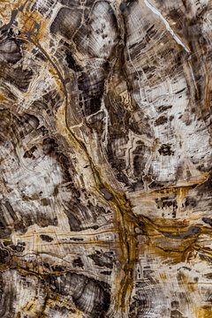 Fossil vom Mammutbaum (Sequoioideae)
